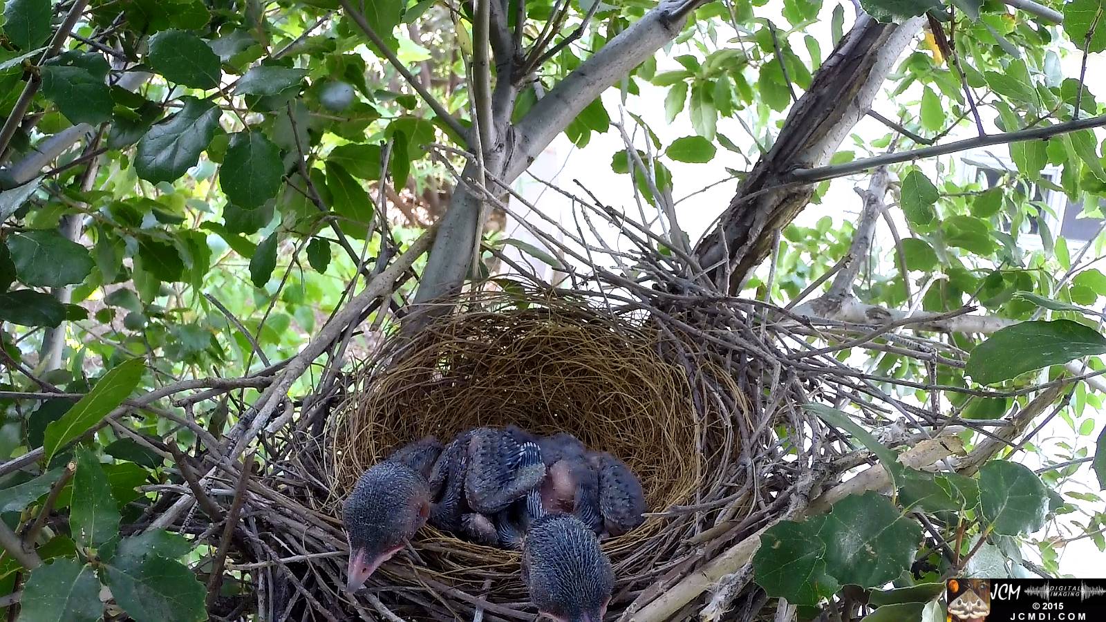 Scrub Jay nest documentary - bird returns feeds chicks (long wait)